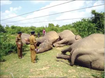 Human-elephant conflict